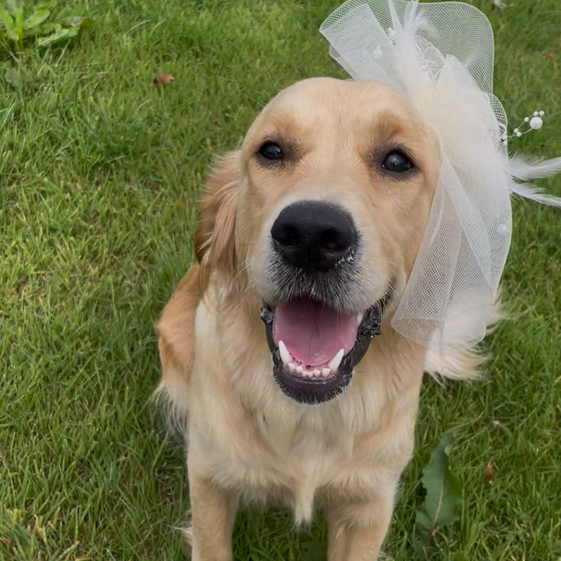 Wedding pet chaperone Wedding pet chaperone